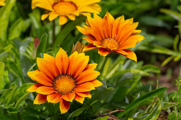 Gazania rigens (syn. G. splendens), sometimes called treasure flower, is a species of flowering...