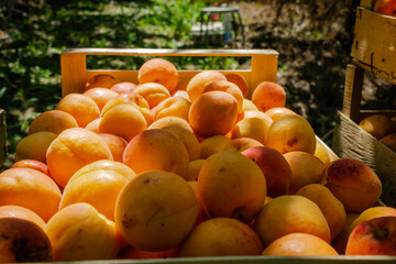 Apricot fruits illuminated by the morning sun. Freshly picked ripe apricot fruits illuminated by the morning sun during the harvest in a private orchard.
