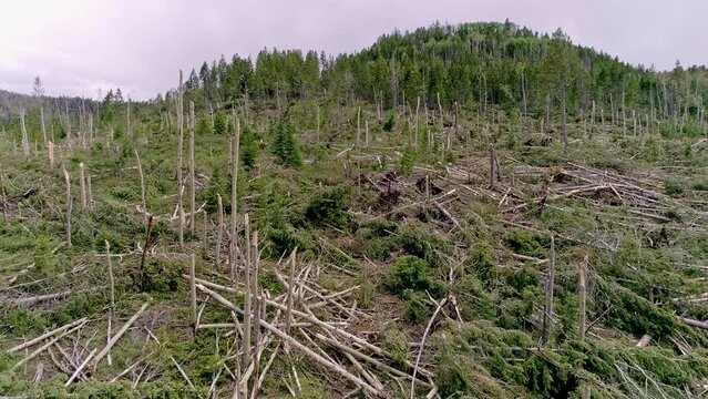 Wind Damage From EF-2 Tornado In Duchesne County Utah With Broken Trees Across The Landscape.