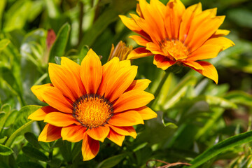 Gazania rigens (syn. G. splendens), sometimes called treasure flower, is a species of flowering...