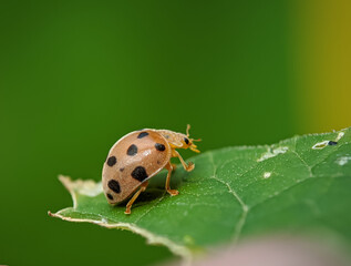 Lady bugs closeup