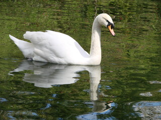 Beautiful Swan on a Crystal Clear blue river reflection