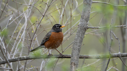 American robin perched, spring, Michigan.