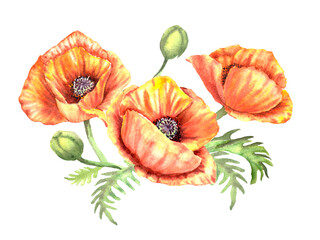 orange watercolor poppy flower isolated