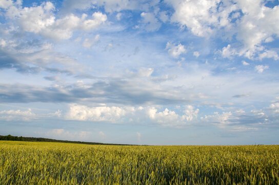 Beautiful landscape image of a wheat field against a bright blue cloudy sky.