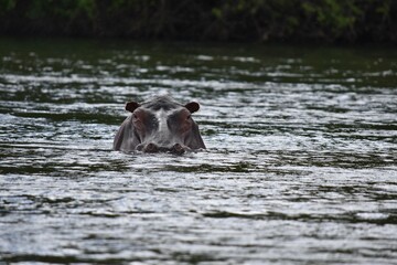 Fototapeta premium hippopotamus in the river