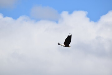 African Fish-Eagle