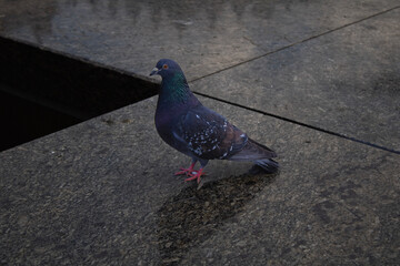 pigeon on the wall