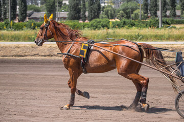 Horse in motion in profile. Equestrian sports. Grace of the horse. The muscular body of a trotter. Trotter breed.