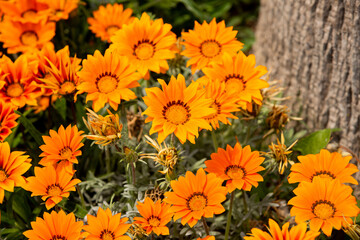 Gazania rigens (syn. G. splendens), sometimes called treasure flower, is a species of flowering plant in the family Asteraceae, native to coastal areas of southern Africa.
