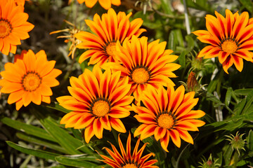 Gazania rigens (syn. G. splendens), sometimes called treasure flower, is a species of flowering plant in the family Asteraceae, native to coastal areas of southern Africa.