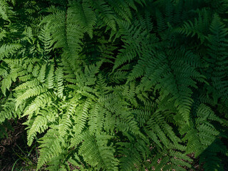 Fototapeta na wymiar Fern leaves in the forest. shadows, daylight