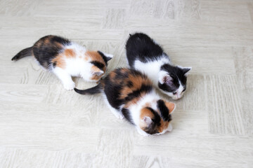 Three little kittens on the floor closeup