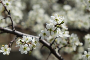 Spring flowers blooming in the garden with the other flowers bokeh background