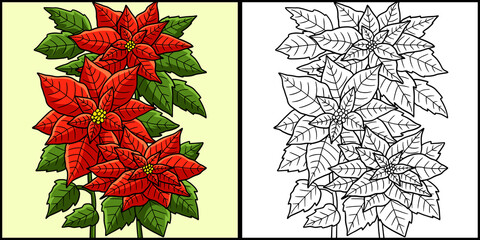 Poinsettia Flower Coloring Colored Illustration - obrazy, fototapety, plakaty