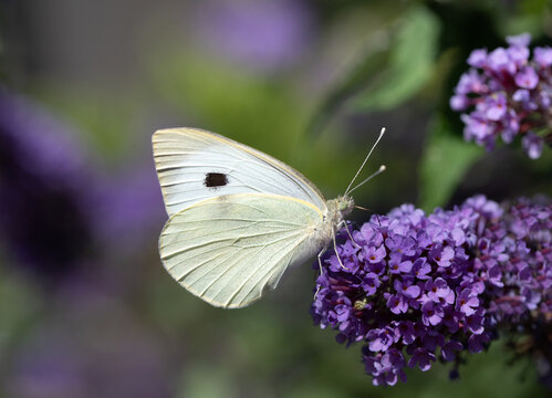 Close-up of a butterfly, a Cabbage White (Pieris), perched on a lilac flowering lilac.