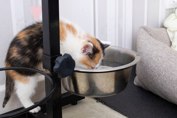 A small tricolor kitten drinks water from a dog bowl