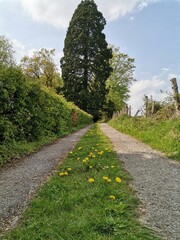Sonniger Weg im Sommer-Wald