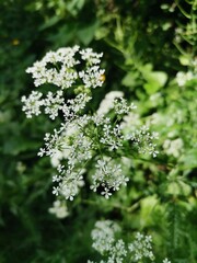 Weiße Pflanze im Grün 1