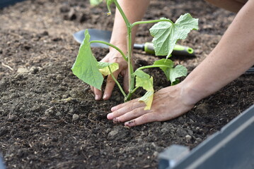 plant hands earth cucumber tomatoes garden ecology bio