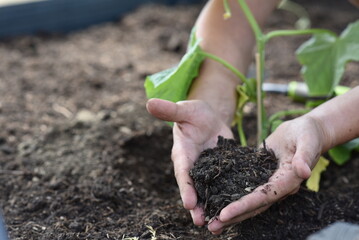 plant hands earth cucumber tomatoes garden ecology bio