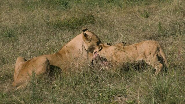 A female lion with lion cubs eats meat on safari