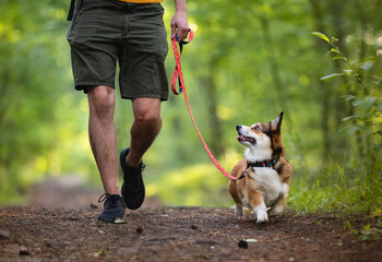 Dog on a walk in a forest on a leash - obrazy, fototapety, plakaty