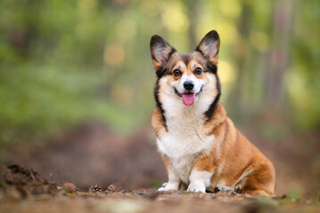 Naklejka na ściany i meble Lovely sable dog in a forest smiling portrait