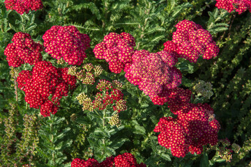 Achillea, family Asteraceae