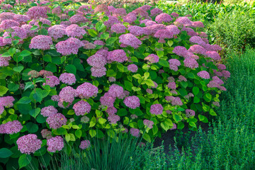 Pink Hydrangea arborescens 