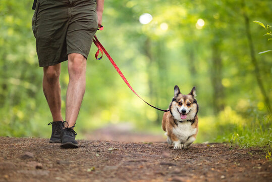 Dog on a walk in a forest on a leash
