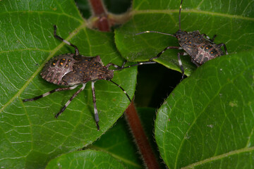 Nymphs of the  brown marmorated stink bug (Halyomorpha halys)
