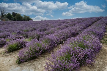 Fototapeta na wymiar the deep purple fields of Provençal lavender in Sale Langhe, in the Piedmontese Langhe. Geometric lines of lavender flowers