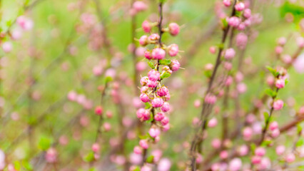 Fototapeta premium many blooming pink roses on a bush close-up in a spring garden. large bushes of pink roses blooming in a city park. care of garden rose bushes