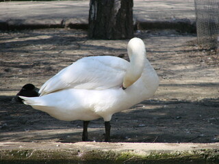 White Swan cleans feathers standing in water