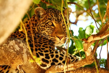 Leopard in Tree, Ruaha National Park, Tanzania