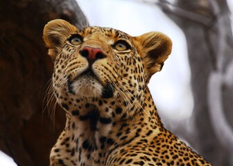 Close up portrait of a male leopard, Ruaha National Park, Tanzania