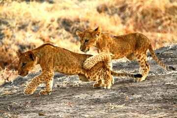 Lion Cubs Playing, Selous Game reserve, Tanzania