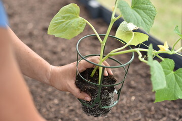 plant hands earth cucumber tomatoes garden ecology bio