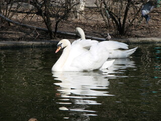 Beautiful Swan on a Crystal Clear blue river reflection