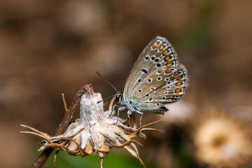 Plebejus argus, Silver Studded Blue butterfly