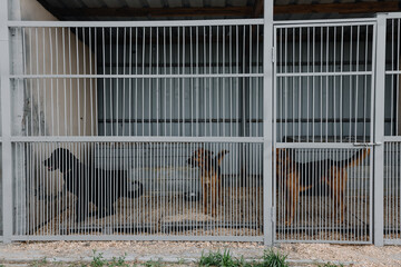 Homeless dogs in a cage in a shelter