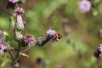 Checkered Beetle_Trichodes alvearius