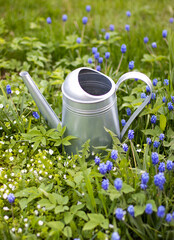 A metal watering can on a flower field. Summer floral background. © Marina