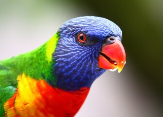 Rainbow Lorikeet portrait, Sydney, Australia