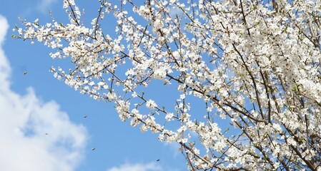 blue sky background