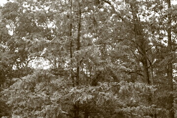 Black and white pine tree