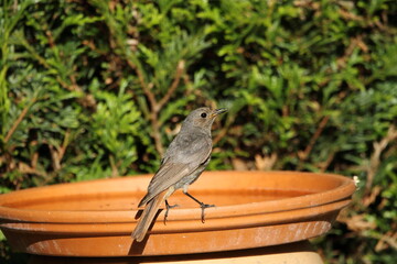 Female Black redstart (Phoenicurus ochruros) taking a drink.