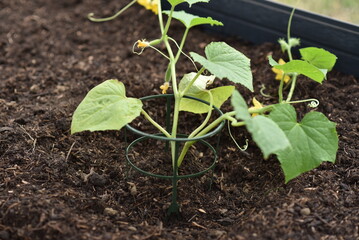 plant hands earth cucumber tomatoes garden ecology bio