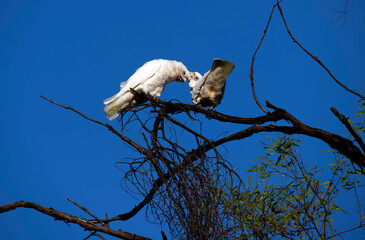 Little Corella (Cacatua sanguinea)